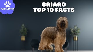 Briard  Top 10 Facts | Dog Facts