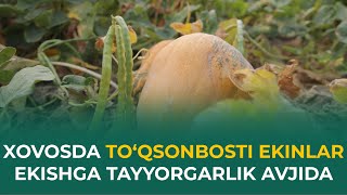 XOVOSDA TO‘QSONBOSTI EKINLAR EKISHGA TAYYORGARLIK AVJIDA