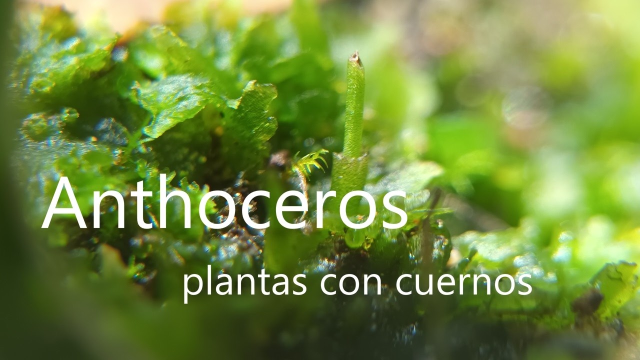 Anthoceros - Plantas con cuernos (Biología de plantas)