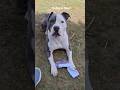 He got a sock… now he’s free 😂🐶 #gas #funnydog #dogshorts #harrypotter #funny #pet #shorts
