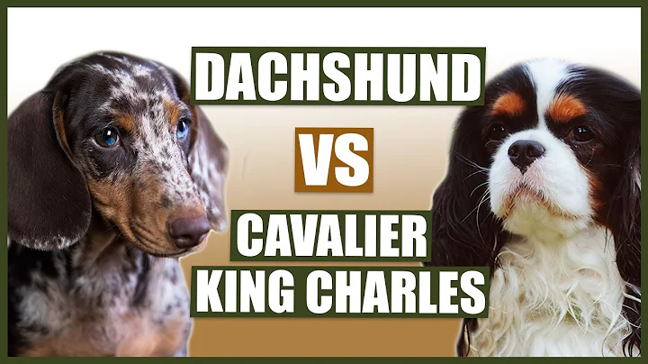 DACHSHUND vs CAVALIER KING CHARLES SPANIEL