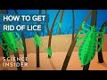 Why lice are so hard to kill