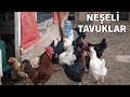 Tavuklarımızı besledik. Yumurtalarımızı topladık.