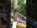 My Wife Got Closer and Was Able to Hold This Bird, But She Likes to Bite…!