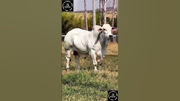 Sapi simental x brahman #sapi #cow #sapigemuk #sapipedaging
