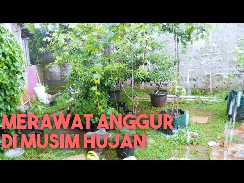 Video: Cara menyelamatkan pokok anggur dalam cuaca sejuk: melindungi anggur untuk musim sejuk