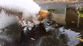 Whisper the papillon playing bubbles in a puddle by Narelle Robinson 14 views 9 years ago 1 minute, 53 seconds