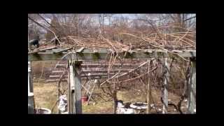 Spring Grape Arbor