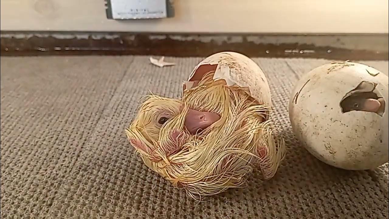 white africa goose egg, white african geese egg incubation hatch - YouTube