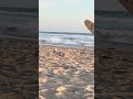 Venice Beach 🐶 🏖️