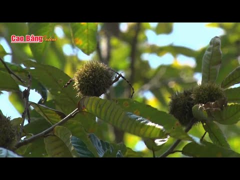 Mô hình trồng hạt dẻ ở Trùng Khánh, Cao Bằng