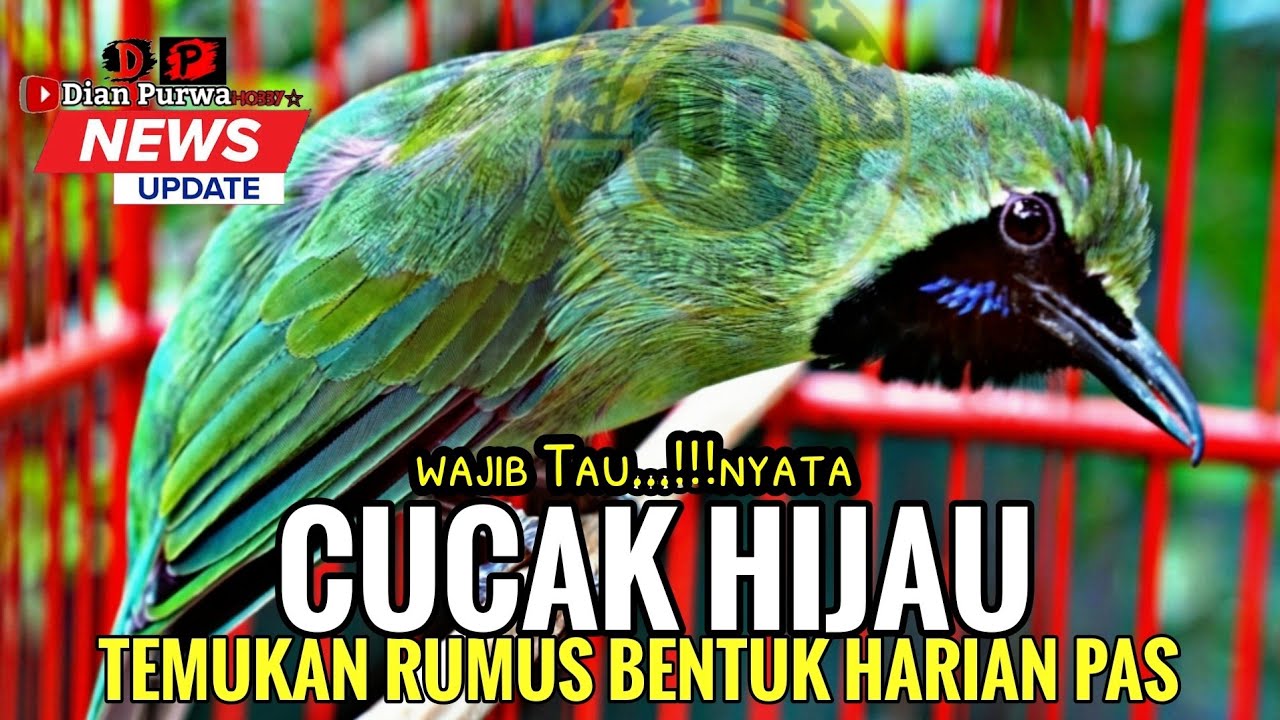 Rumus bentuk harian cucak hijau yg pas! hitungan jangkrik temukan tenaga power dan jamtrok