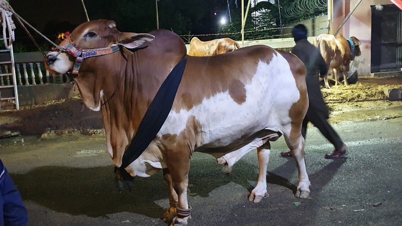 @786 Cattle Farm Bull