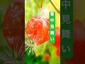 【lineで送る夏の挨拶動画】暑中見舞い 夏のグリーティングカード(鬼灯)