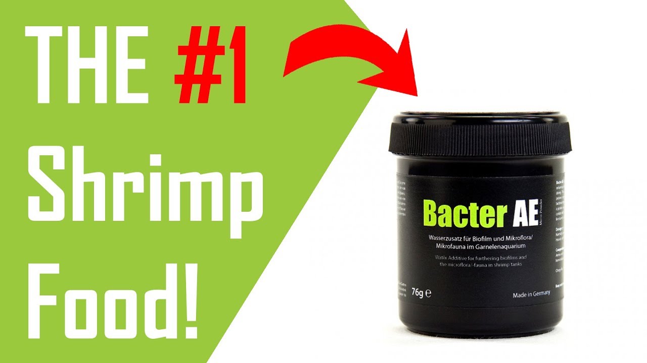 Bacter AE Review - The best shrimp food? 