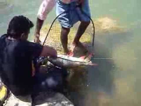 TLL Zulmajd Pacak Rohu Kolam Tangguk-Tangguk  Doovi