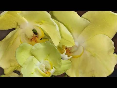 Новая,очаровательная, редкая бабочка