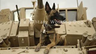 Military Working Dog Tribute