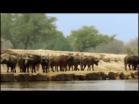 Milo The Lion Cub The National Geographic Documentary On A Lion Pride 