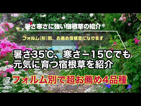 寒冷地で育つ宿根草7選:私が実践する冬越し成功の秘訣