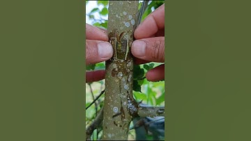 patch bud grafting techniques #satisfying #shorts #video