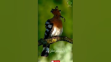 وَتَفَقَّدَ الطَّيْرَ فَقَالَ مَا لِيَ لَا أَرَى الْهُدْهُدَ | سورة النمل ❤️