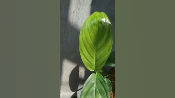 Scindapsus marantifolius