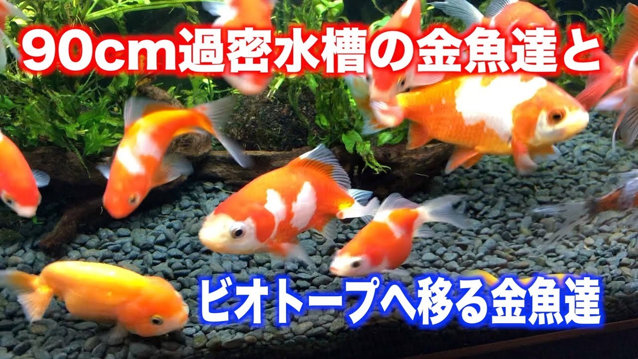 金魚ビオトープ やっと金魚が入りました 花も咲きました Youtube