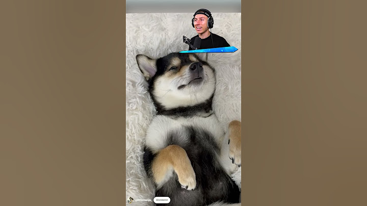 der GLÜCKLICHSTE HUND der WELT! 😍