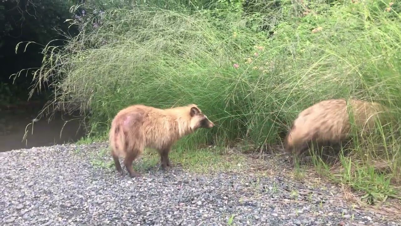 たぬき の 鳴き声