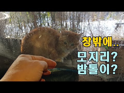 길냥_문디같은 모지리,점박이2