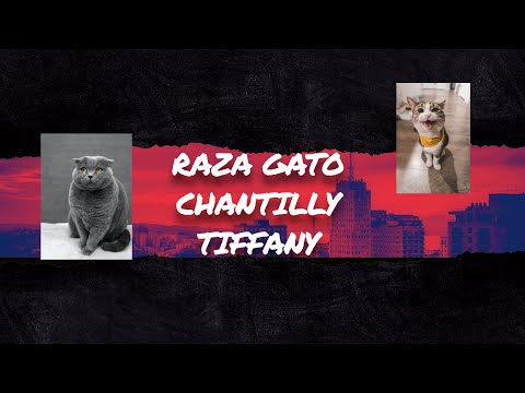 Video: Raza De Gato Chantilly (o Tiffany) Hipoalergénico, Salud Y Vida útil