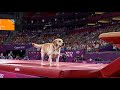 Dog Olympics | Vault Event