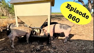 Celebrity Bringing Back the Ultimate Pig Feeder! Profile