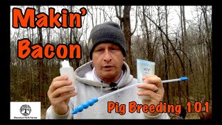 How to Successfully Breed Pastured Pigs