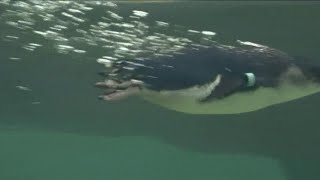 Sneak Peek Of The New Little Blue Penguins Habitat At Birch Aquarium