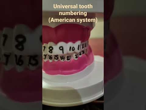 Fdi System Full Form In Dentistry