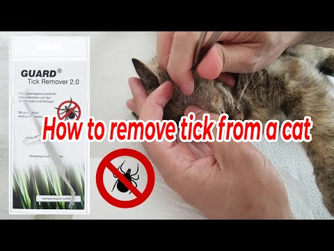 How to Remove Tick from a Cat