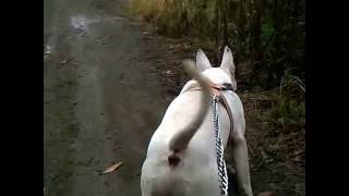Bull Terrier Beki 6,5 Months