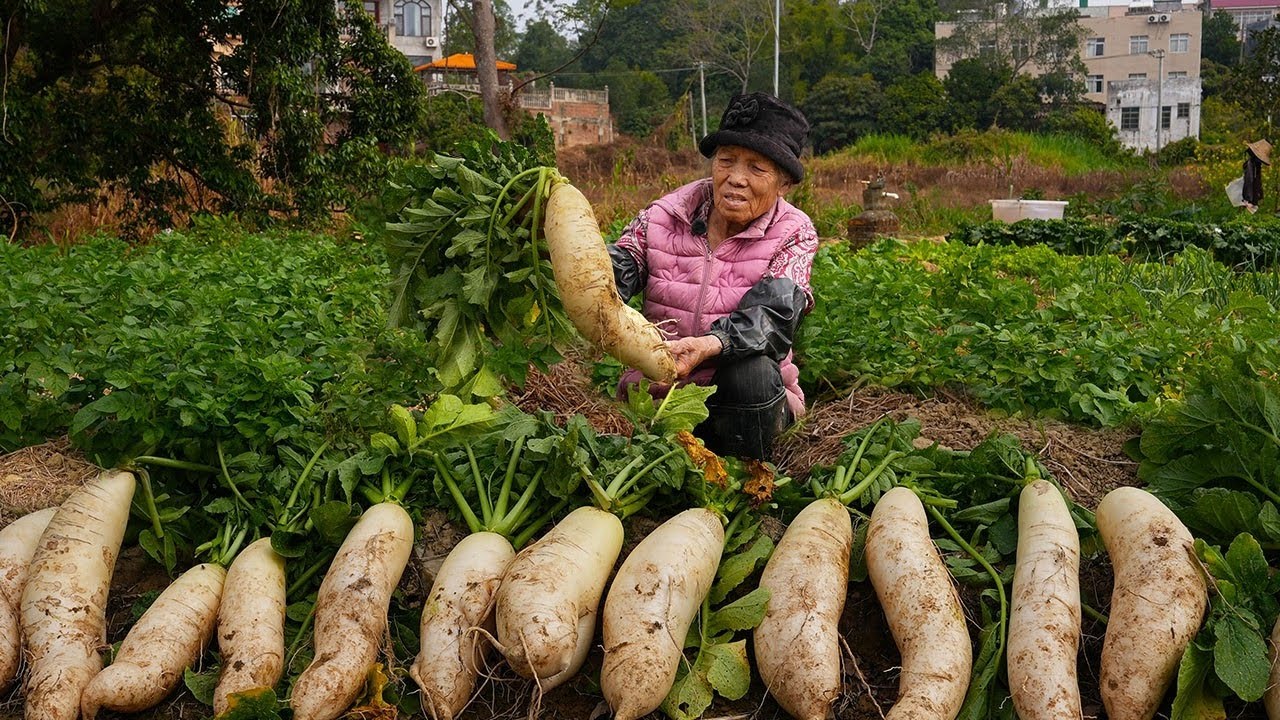 阿婆拔回100公斤蘿蔔，做蘿蔔幹，放一年都不會壞，吃的真過癮｜Grandma makes 100kg of radishes into dried radish that lasts a year!
