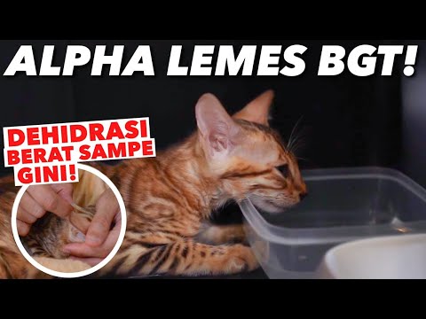 Video: Cara Mengatasi Dehidrasi Pada Kucing