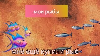 Мои рыбки (мне купили ещё рыбок самки)