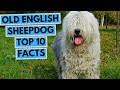 Old English Sheepdog - TOP 10 Interesting Facts の動画、YouTube動画。