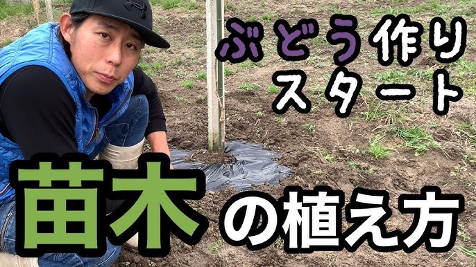 苗木の植え付け方法 ぶどう作りスタート 林ぶどう園 21 3 11 Youtube 苗木の植え付け方法 ぶどう作りスタート 林ぶどう園 21 3 11 Youtube