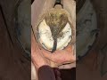 Satisfying Horse Hoof Restoration! #shorts #farrier #satisfying #asmr