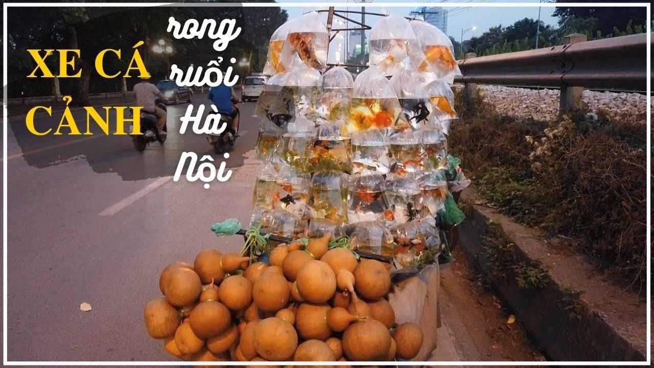 địa chỉ bán cá cảnh tại hà nội 2022 Xe cá cảnh rẻ đẹp rong ruổi khắp vỉa hè phố phường Hà Nội