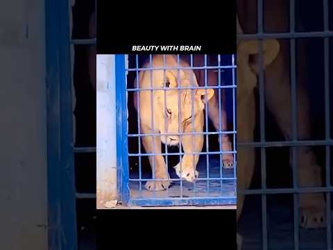 Mind 🫡💯#animals #lion #mindset #mind #respect #thoughts #mentality #facts #viralvideo