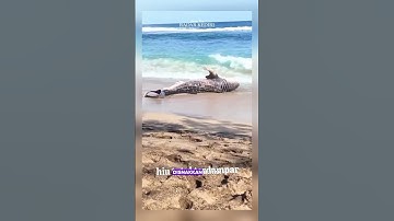 Viral! Seekor Hiu Tutul Mati dan Terdampar di Pantai Pangi Blitar, Begini Nasibnya