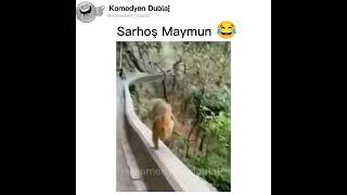 Sarhoş Maymun Komedi Dublaj    