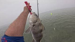 Big School of Fish!  Black Drum  was hoping for Reds!